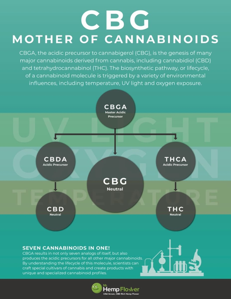 CBG - Mother of Cannabinoids
